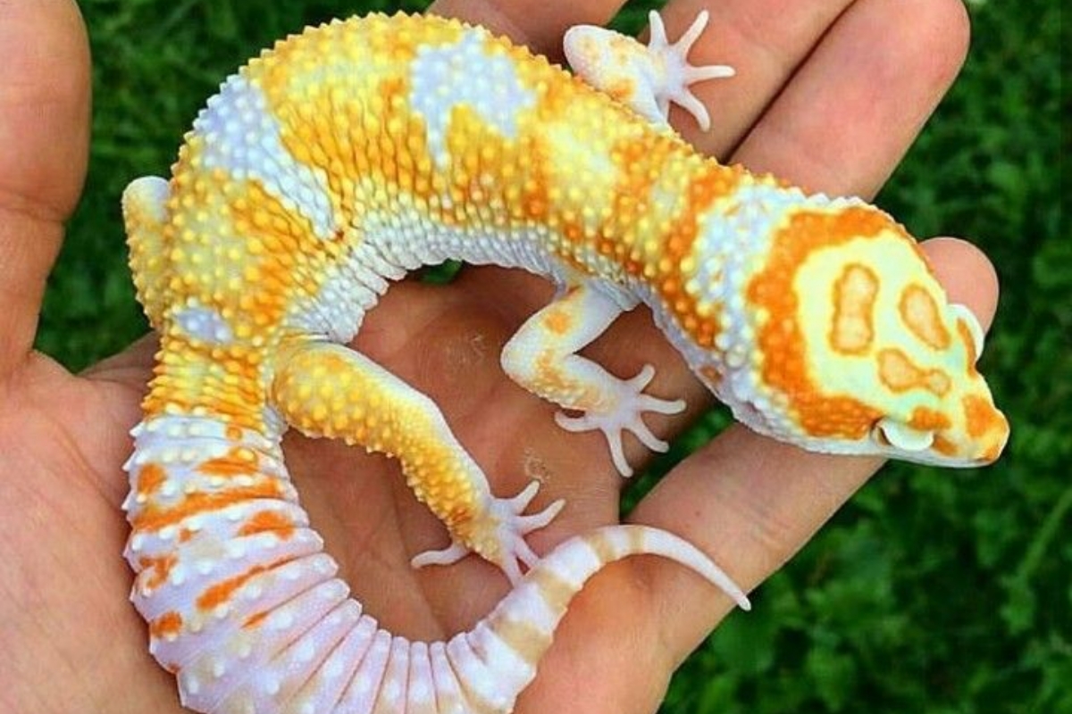 Un Gecko dans la main d'un homme 