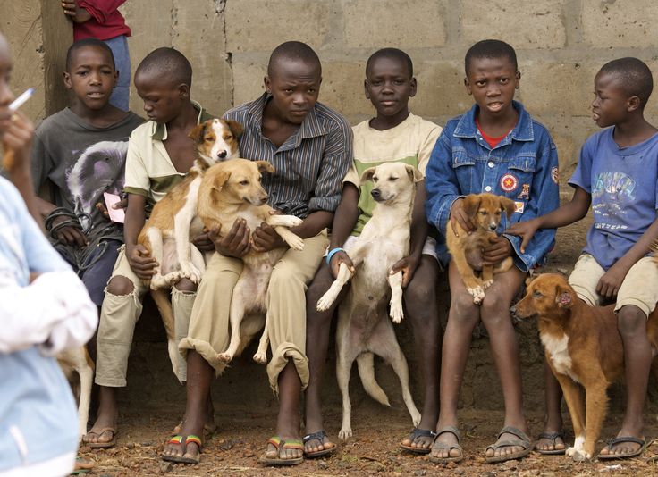 Marché de chiens au Nigeria