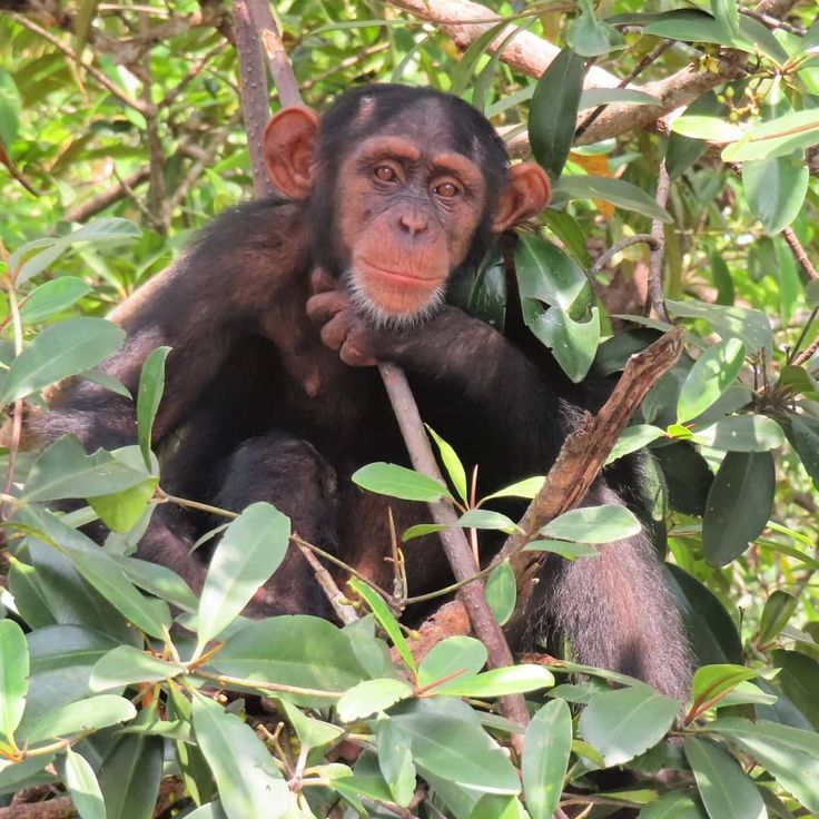 Nouvelle espèce de singe aux lèvres rose rdc