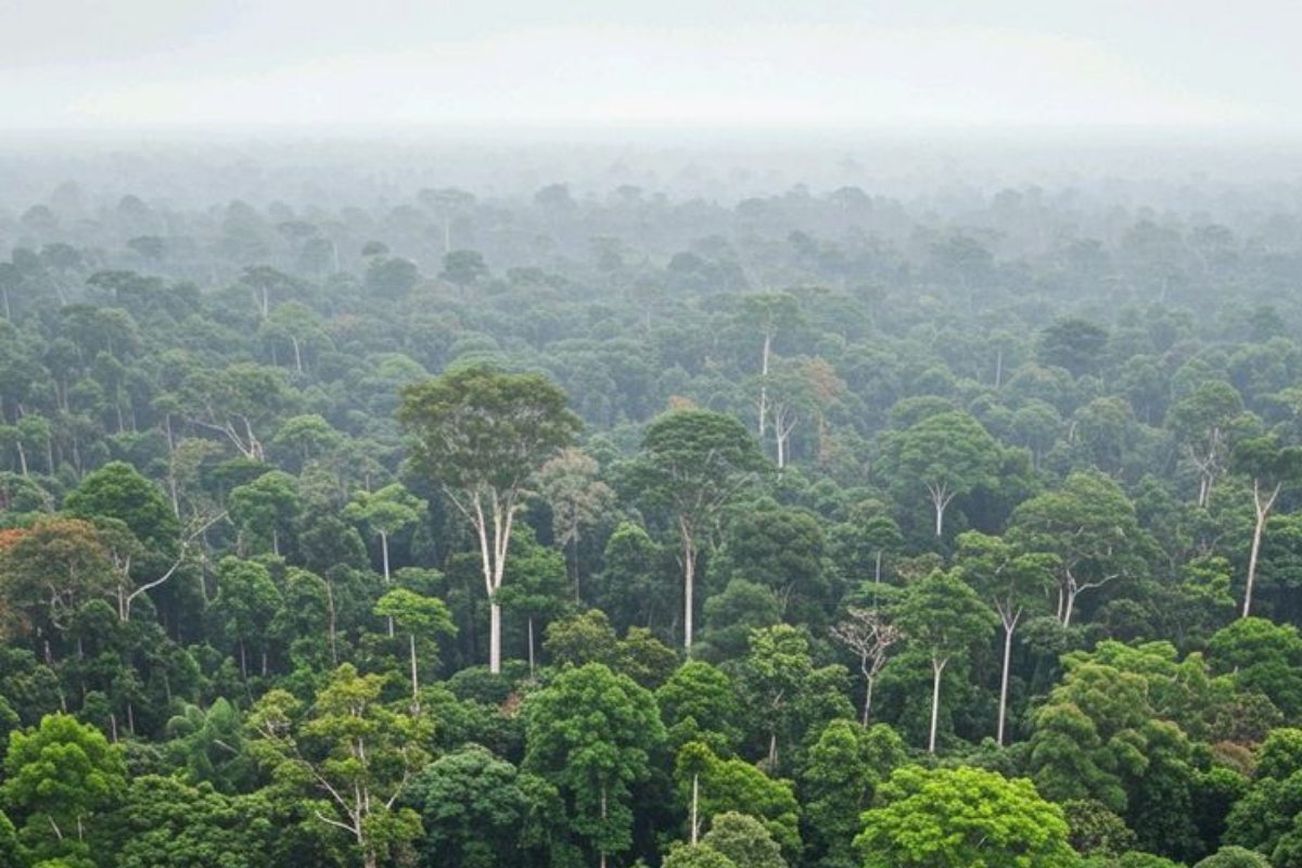 Forêt Amazonie